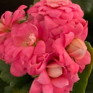 Meet your Posher, Damaris